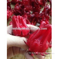 Newly Rosella Seeds /Hibiscus sabdariffa seeds For planting